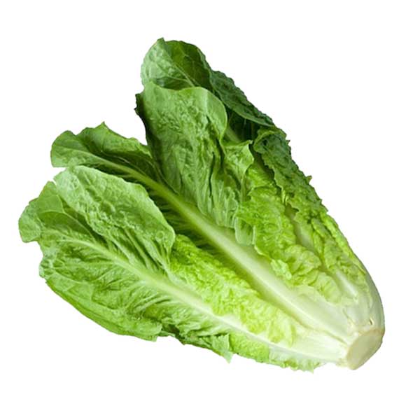 کاهو رسمی۱عدد