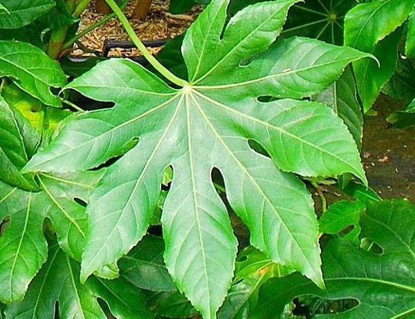 آرالیای برگ‌پهن - Image 2