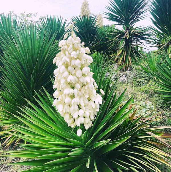 Yucca filamentosa