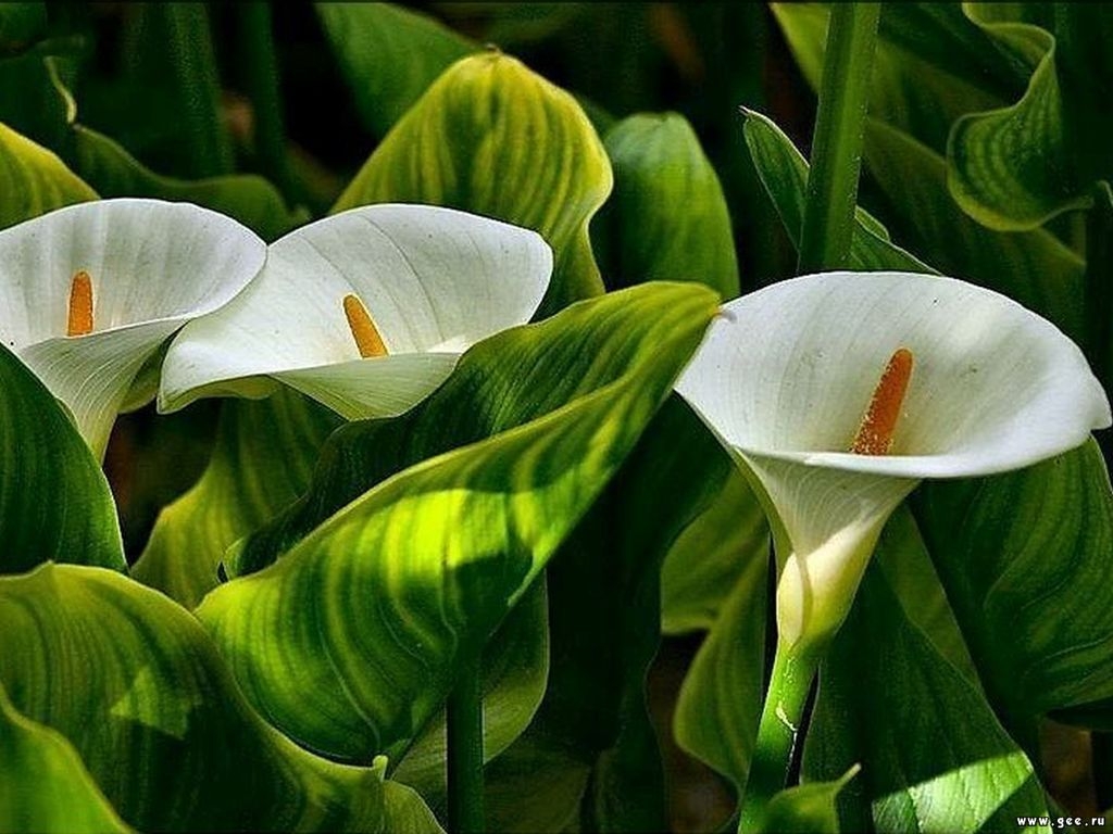 گلدان گل شیپوری وحشی - Image 4