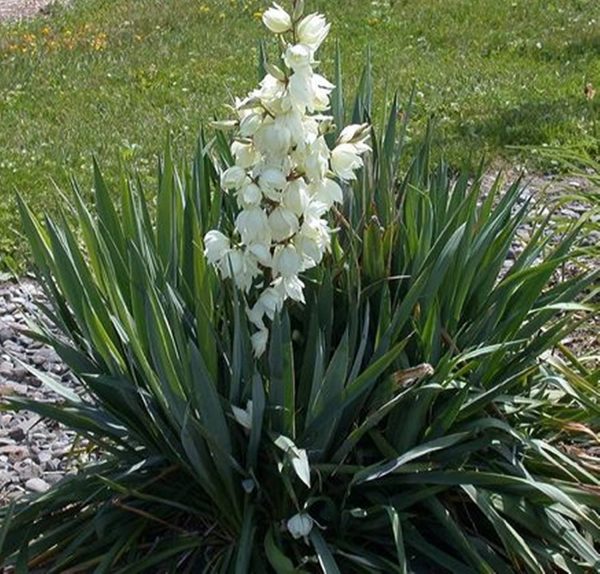 گلدان یوکای زنگوله‌ای - Image 4