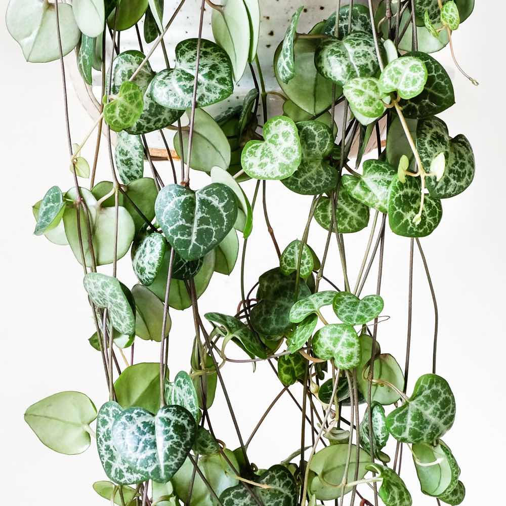 فروش گلدان سروپژیا وودی 09121507825 - Image 4