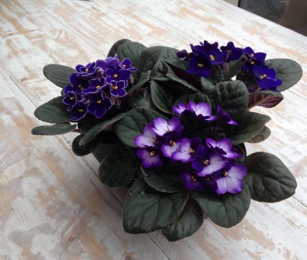 بنفشه آفریقایی (نام علمی: Saintpaulia)، سرده‌ای شامل شش گونه از گیاهان گل‌دار چندساله در راستهٔ نعناسانان (Lamiales) و تیرهٔ جسنریان (Gesneriaceae) است که بومی تانزانیا و مناطق هم جوار جنوب شرقی کنیا، با تمرکز در کوهستان‌های انگورور می‌باشد. این گیاه در تیرهٔ بنفشگان قرار ندارد و فقط به دلیل شباهت ظاهری به بنفشه معروف است. این گیاه در تمام طول سال گل می‌دهد و رنگ گلبرگ‌های آن آبی، قرمز، صورتی، سفید و بنفش است و از گیاهانی است که به آسانی قابلیت نگهداری در گلدان به عنوان گیاه زینتی را دارد. امروزه ارقام مختلفی و بسیار متنوعی از این گیاه زینتی اصلاح شده‌است. بعضی ارقام برگ‌های ابلق، برگ‌های چین‌دار یا چروک و همچنین گل‌های ساده یا چین‌دار و پُرگلبرگ دارند. مشکلات خاص: لکه‌های کاهی رنگ روی برگها علت آن تابش بیش از اندازهٔ نور خورشید در تابستان است. لبهٔ برگها ممکن است زرد و سوراخها بزرگتر شوند. لکه‌های قهوه ای روی برگها علت استفاده از آب سرد برای آبیاری است. همواره با آب ولرم آبیاری کنید. زرد شدن برگها چند دلیل می‌تواند داشته باشد: خشکی هوا، تابش آفتاب، آبیاری نادرست و کود بیش از حد همگی می‌توانند این عارضه را ایجاد کنند. رنگ پریدگی برگ همراه با دمبرگ بلند؛ پیچیدگی لبهٔ برگ محیط گیاه سرد بوده‌است. بنفشه آفریقایی می‌تواند دمای بین ۱۰ تا ۱۵ درجه سانتی گراد را به شرط اینکه خاکش خشک باشد به مدت کوتاه تحمل کند؛ ولی حداقل دما برای نگهداری آن ۱۵ درجهٔ سانتی گراد است. شل شدن برگها، پوسیدگی طوقهٔ میانی گیاه به بیماری پوسیدگی طوقه دچار است. آبیاری بیش از اندازه و نوسان دما عامل این بیماری است. گل ندادن گیاه چند دلیل می‌تواند داشته باشد: بزرگ بودن گلدان نسبت به بوته، نبود نور کافی به ویژه در زمستان، خشکی هوا، سردی هوا، تعویض مکرر گلدان، کوتاهی در حذف شاخه‌های جانبی و بردن گلدان به مکان تازه گرد آلود بودن گلها و برگها بیماری بوتریتیس یا سفیدک حقیقی است. برای گیاه ایجاد رطوبت نکنید. قسمتهای بیمار را از بوته جدا کرده با قارچ کش‌های سیستمیک گیاه را سمپاشی کنید. آب ولرم بدهید و تا زمان خشک شدن بقایای سم روی گیاه، بوته را در سایه بگذارید. خم شدن برگها به سمت بالا نور کم و ضعیف خم شدن برگ ها به سمت پایین و رنگ پریدگی شدت نور زیاد لکه های نا منظم روی برگها ریختن آب روی برگ ها لکه های روی برگ و کوچک شدن برگها و توقف رشد مسمومیت کودی