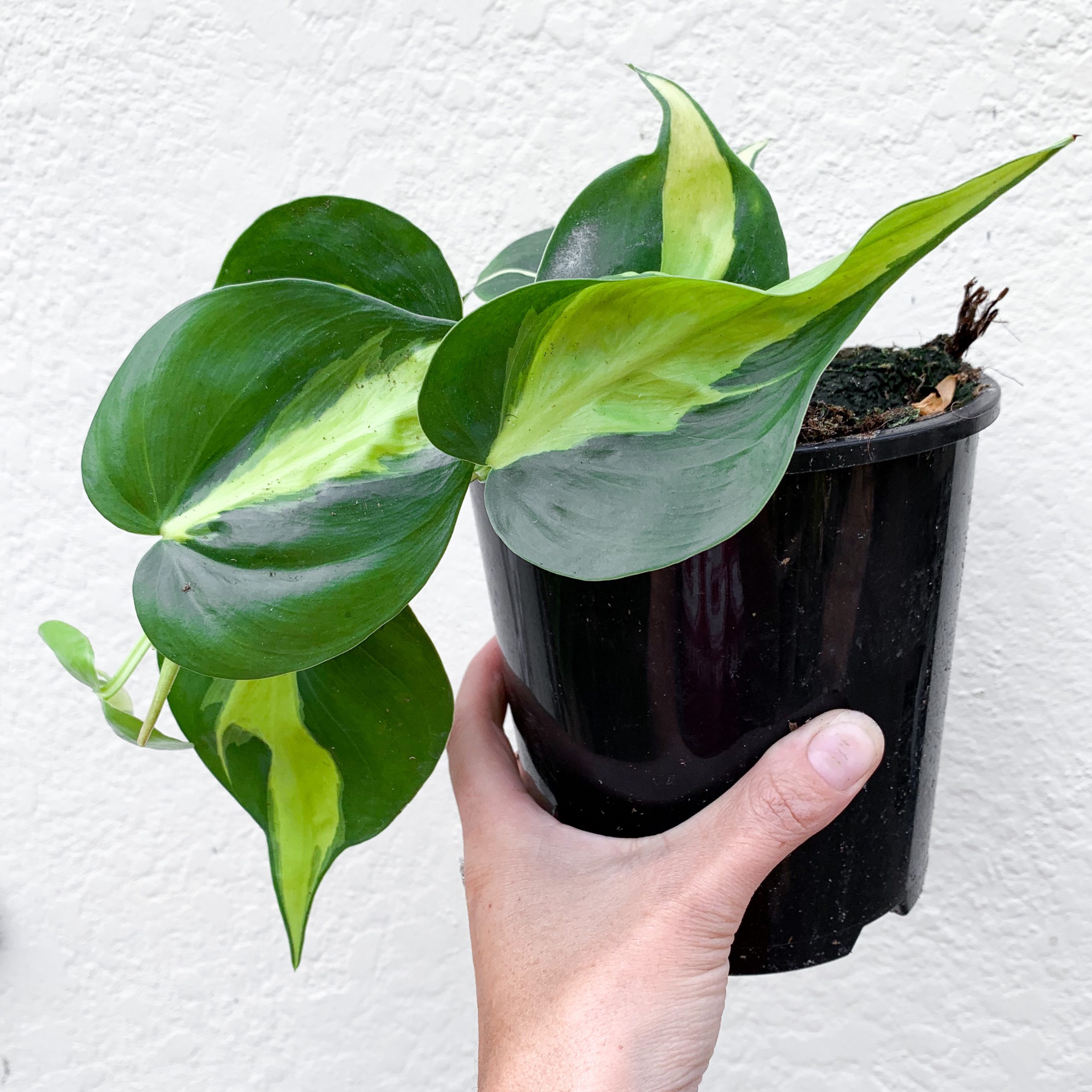 گلدان فیلودندرون اسکاندنس