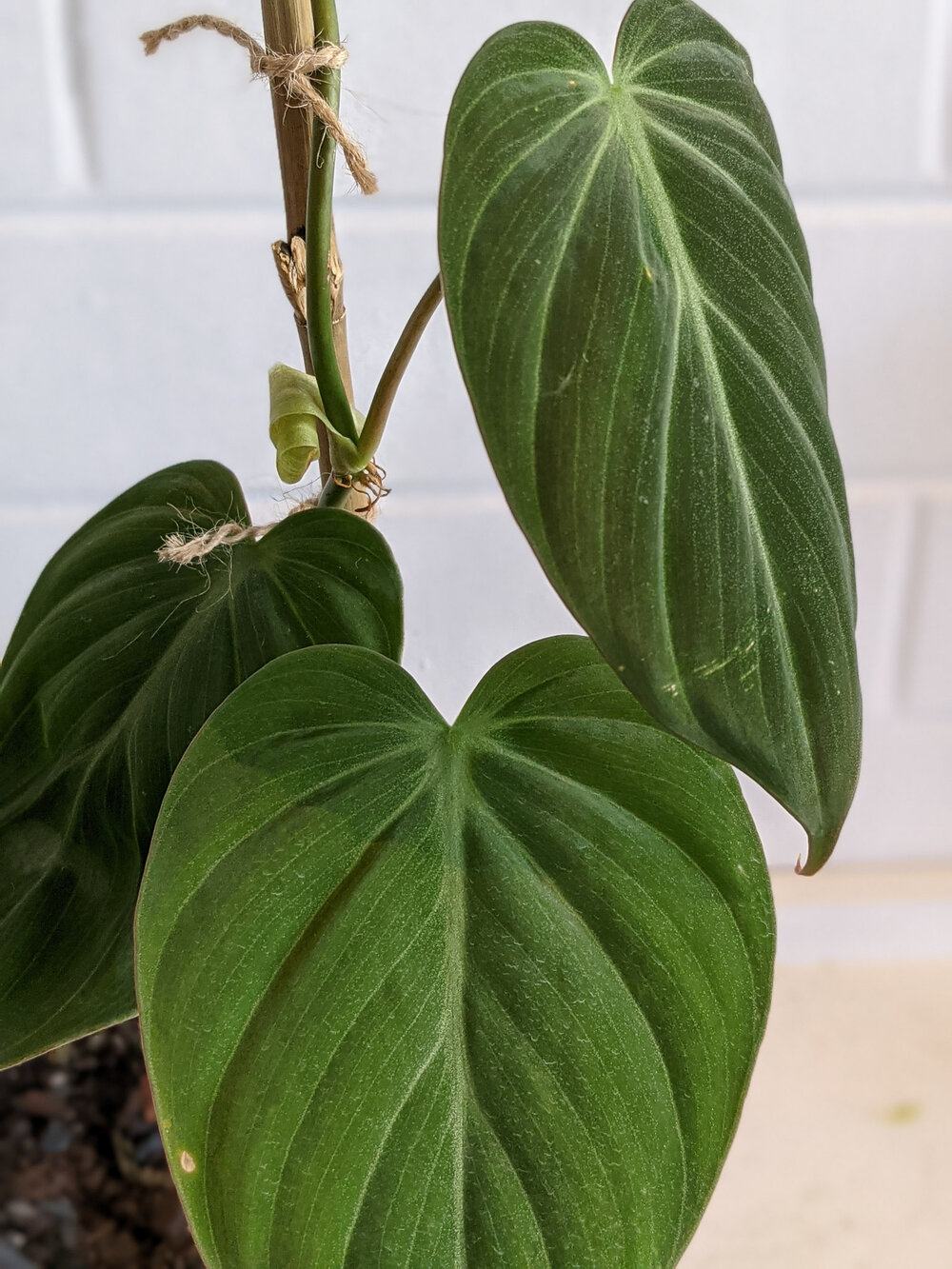 گلدان فیلودندرون اسکاندنس - Image 4