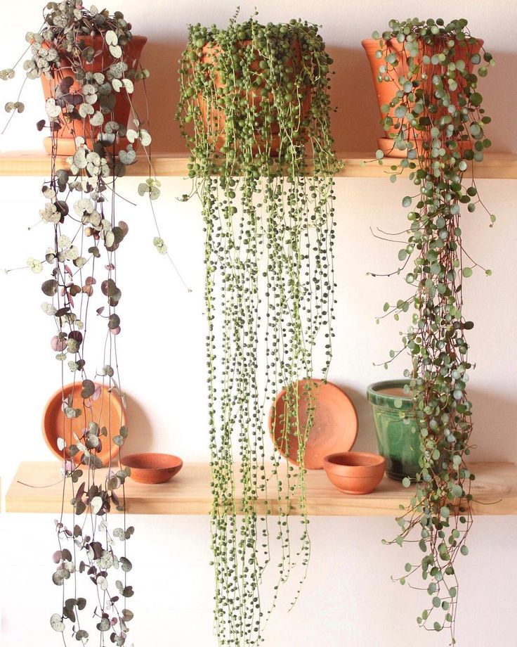 فروش گلدان سروپژیا وودی 09121507825 - Image 3