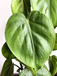 گلدان فیلودندرون اسکاندنس - Image 3