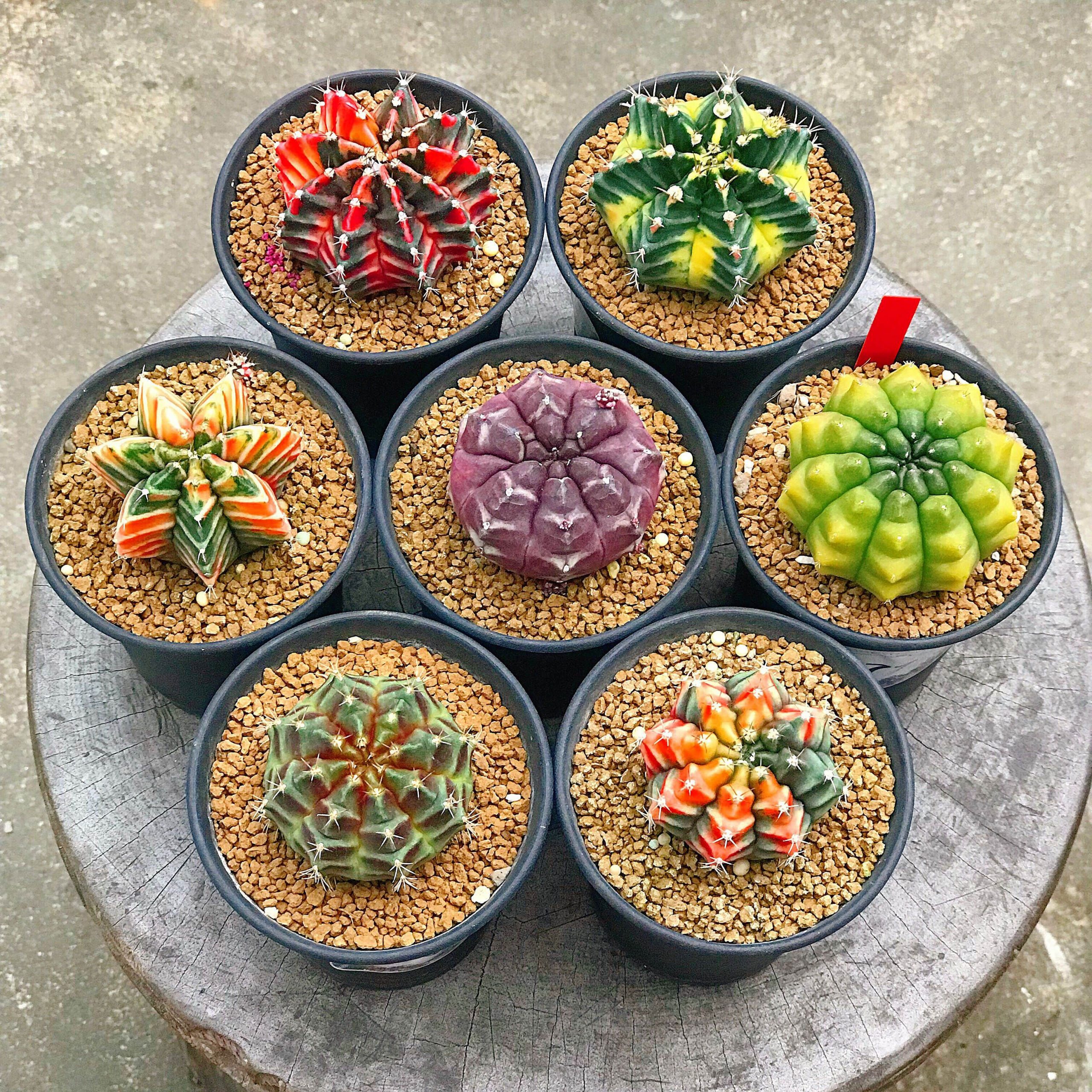 کاکتوس ستارهای