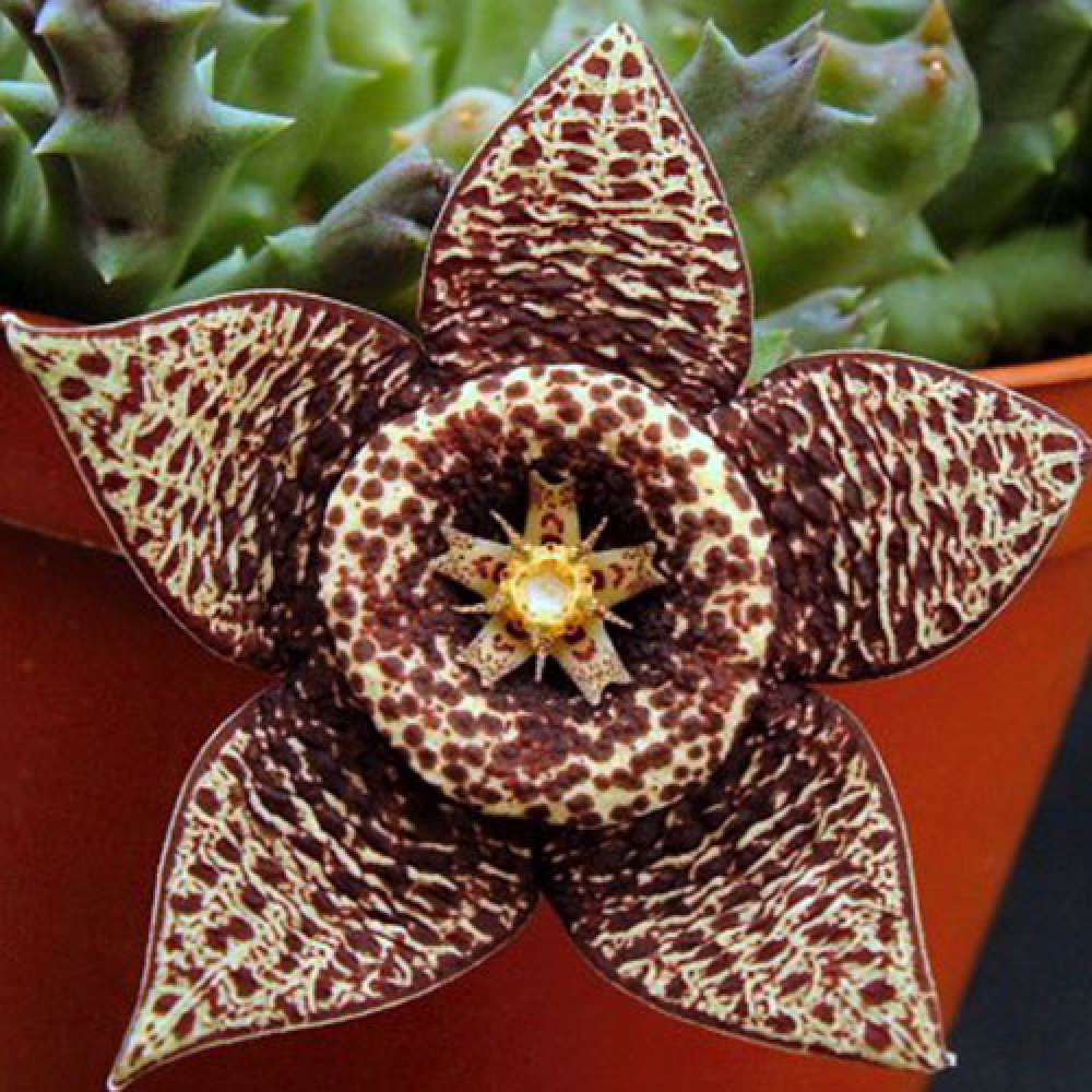 کاکتوس ستارهای - Image 2