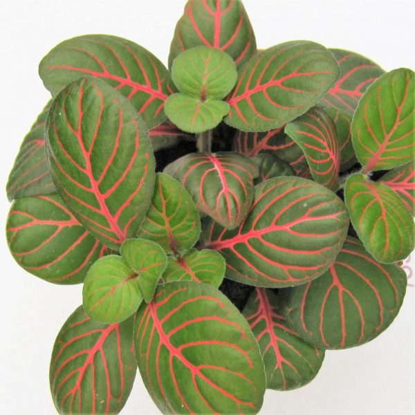 Fittonia