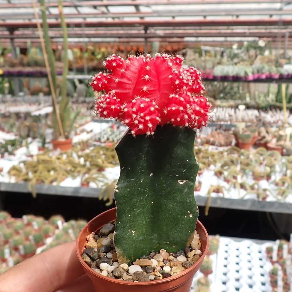 کاکتوس چانه - Image 5