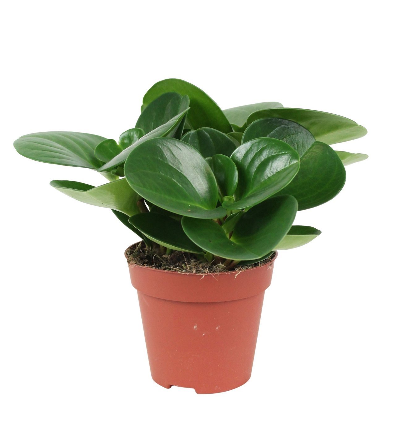 گیاه قاشقی مناسب حمام و سرویس بهداشتی - Image 3