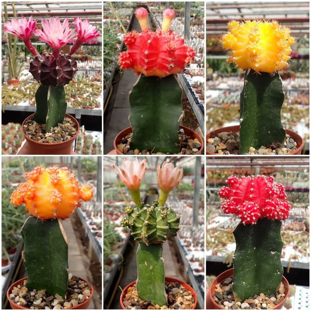 کاکتوس چانه