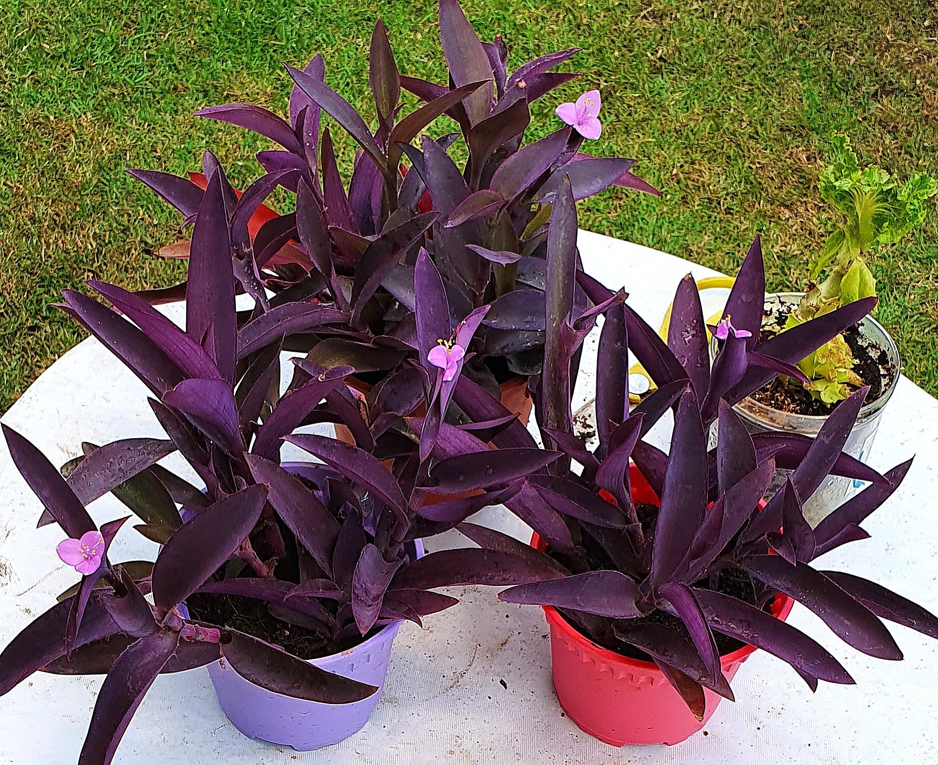 گلدان گیاه قلب ارغوانی - Image 2